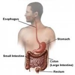 Colon Rectal Cancer 150x150 Breast Cancer – Causes Symptoms and Treatment